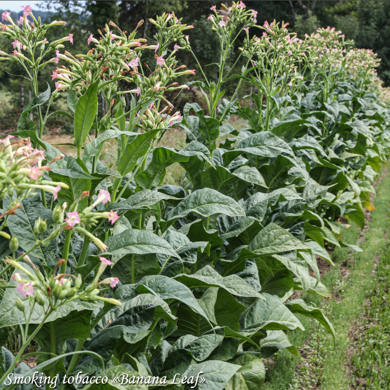 Smoking tobacco Banana Leaf